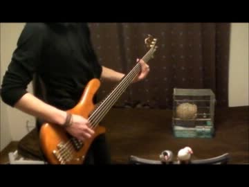「アフターナイト ワンダーランド」を文鳥と一緒に弾いてみた【ベース】