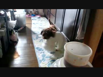 ウチのワンコ達