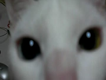 メル【保護して５ヶ月】
