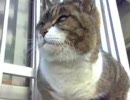 ぬこ画像＆動画放出