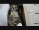 あいじょういっぽんなこねこ①