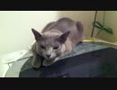 洗濯機の乾燥中に暖をとるねこ