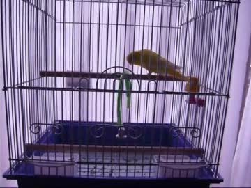 ブランコが気に入らないインコ