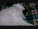 寝ている猫に近寄る猫