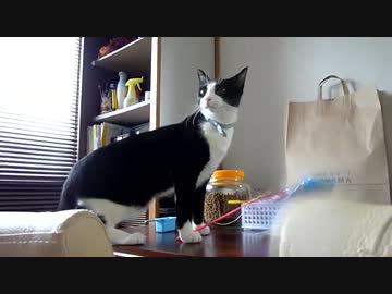 新しい家族ができました！