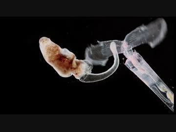 プランクトンの世界