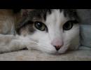 うちの猫のネコミを