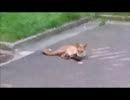 ただただ狐を見つめ続ける動画。