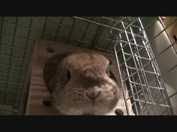 カメラが気になってにょっきりするうさぎさん【きなこまみれ】