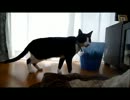 ねこが部屋を探索するのをストーカーしてみた