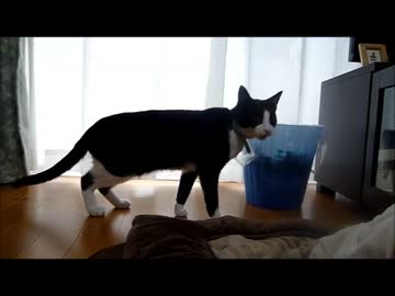 ねこが部屋を探索するのをストーカーしてみた