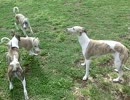 お母さん犬が子犬たちに集合をかける