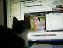 自分の動画をチェックするにゃんこ