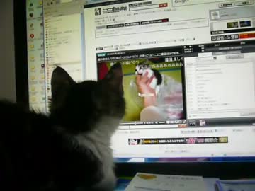 自分の動画をチェックするにゃんこ