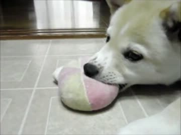 ぴぷーぴぷーぴぷーぴぷー