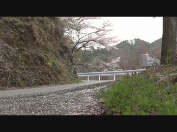 【自然】山奥で桜舞い散る【FullHD】