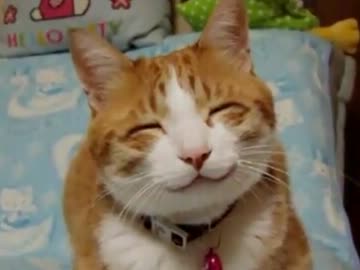 犬さん　猫さん　ハプニング集