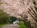 花のある風景