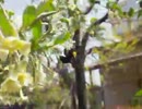 グミに来たクマバチ