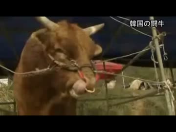 スペイン闘牛は韓国が起源？？