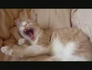 【猫】をもふ～ってしてみた【ねこ】