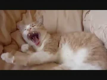 【猫】をもふ～ってしてみた【ねこ】