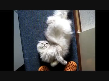 なでて～なでてよぉぉ(´；ω；｀)