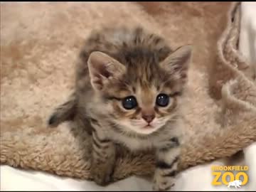 世界最小品種のぬこが殺人的にカワイイ