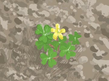 The whereabouts of flower