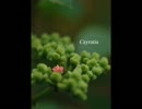 【自撮り】植物写真