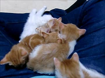 生後１ヶ月の子猫達の睡眠