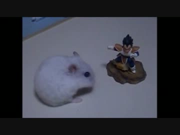 ハムスターvsベジータ