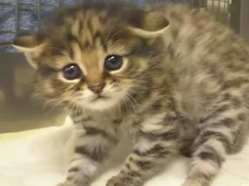 威嚇するクロアシネコの子猫