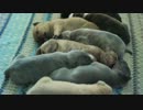 たくさんの小犬が寝てるだけで幸せな気分になれる動画