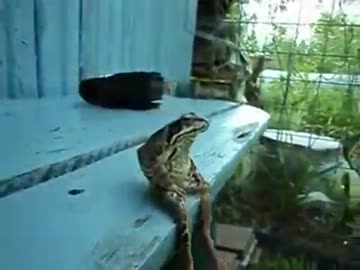 カエルが人生に疲れてしまったようです