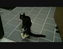 生まれつき後ろ脚が逆に折れ曲がっている猫