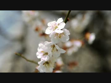 偕楽園に行ってきたよ