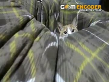 デブ猫がこたつにはまってるだけ。