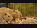 埼玉県こども動物自然公園にカピバラの赤ちゃん登場