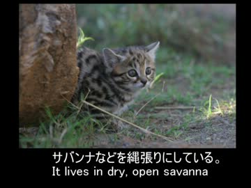 クロアシネコの生態と今後Red List Black-footed