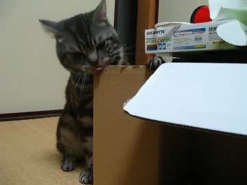 ダンボールぼろぼろ2