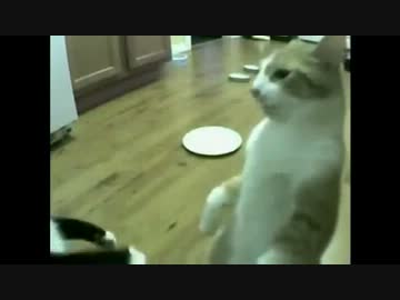 何度も何度も突撃を繰り返す猫ｗｗｗ