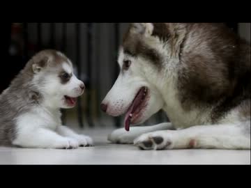 ハスキー親子のスキンシップ