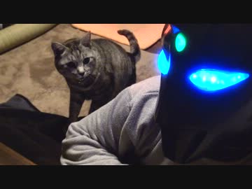 あたし、ねこ（イヴさん）