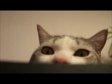 ツンギレのうちの猫が溶けたお餅みたいになってる