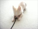 子犬チワワの冒険！