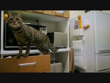 主の帰宅を待ち焦がれて甘えまくる猫を撮りたかったのだが。