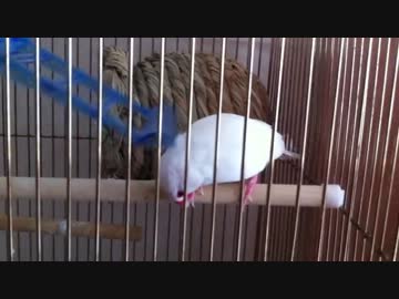 文鳥様のひとりあそび