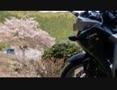 【黒CBR250R(MC41)】一本桜を見にいってみました【カメラテスト】