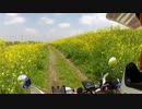 【菜の花いっぱいGoPro2】沈下橋に行ってきた【のんびりセローで】